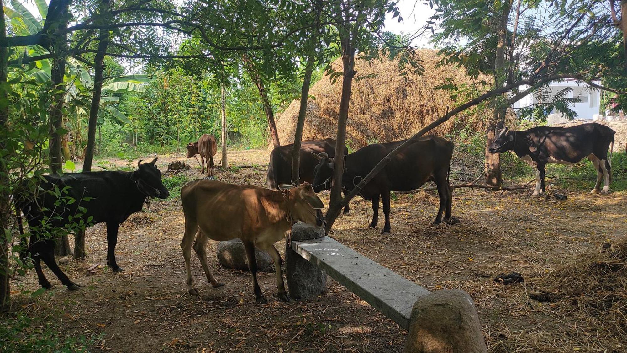 Vaksana Farm Stay Gudraippattu Luaran gambar