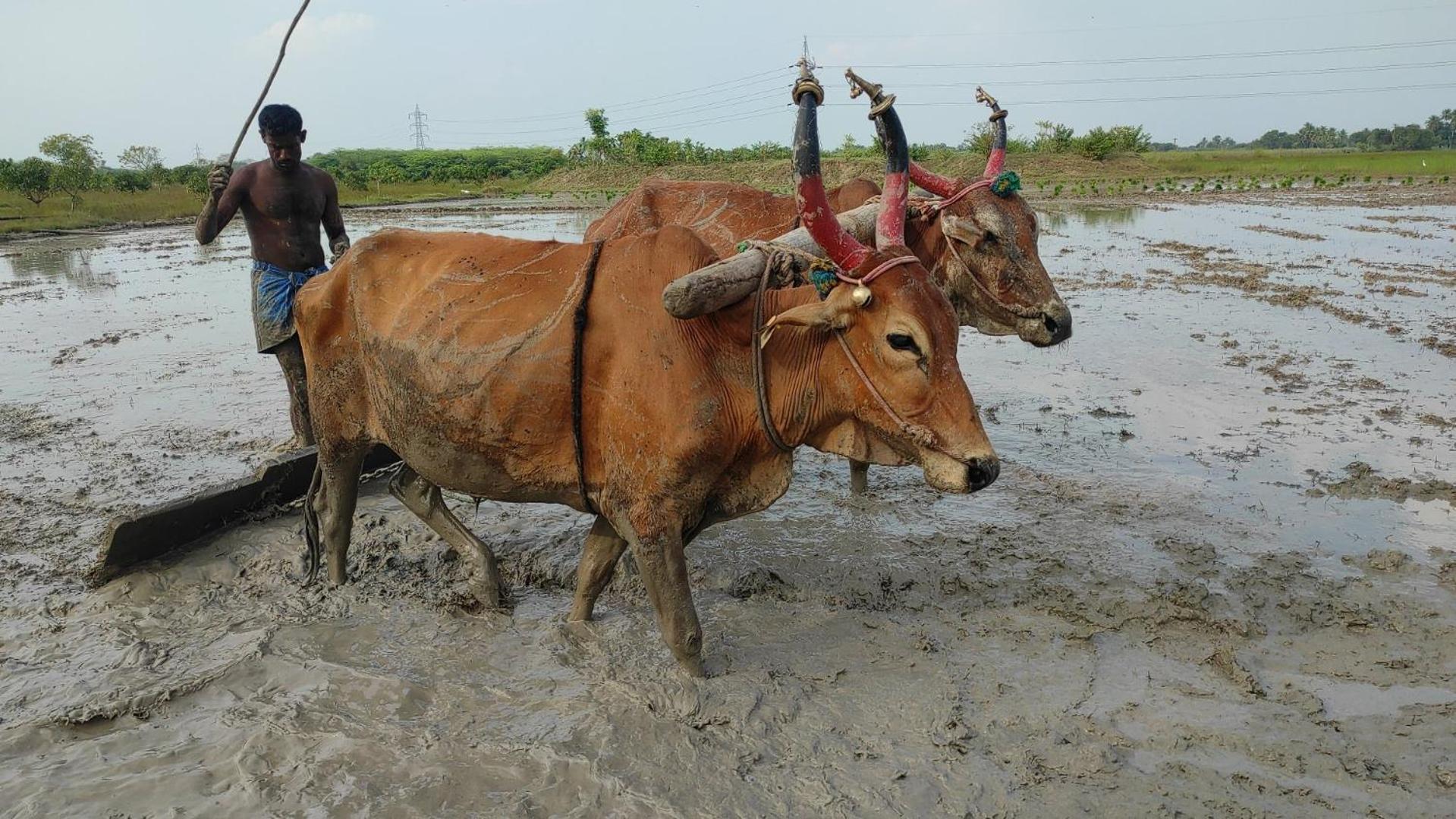 Vaksana Farm Stay Gudraippattu Luaran gambar