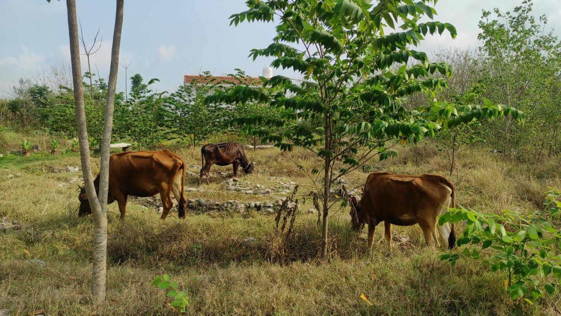Vaksana Farm Stay Gudraippattu Luaran gambar